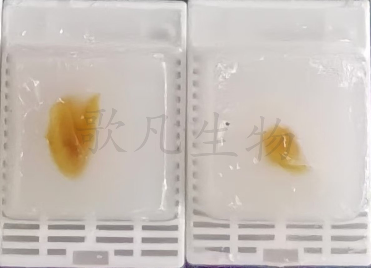 细胞石蜡包埋