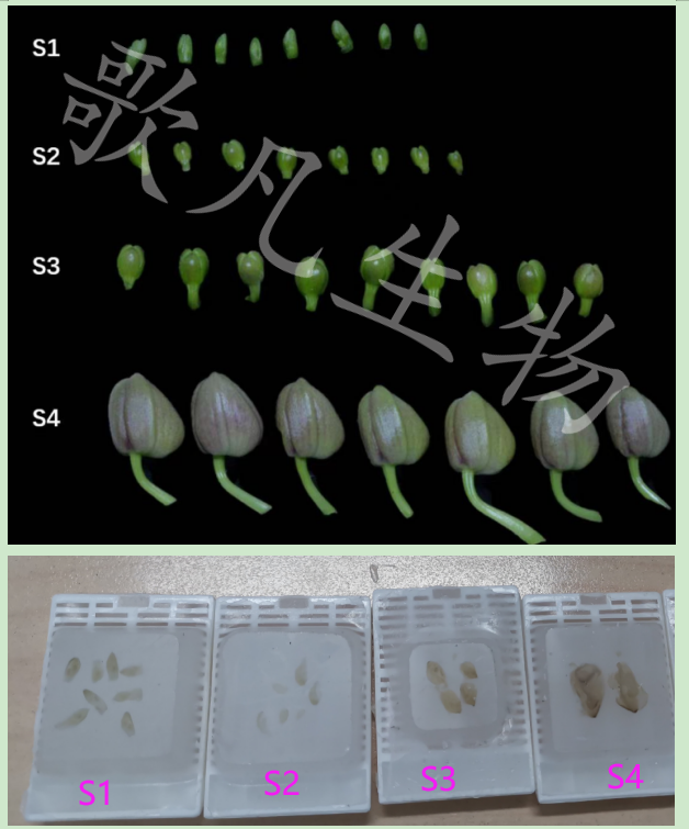 植物样本石蜡包埋
