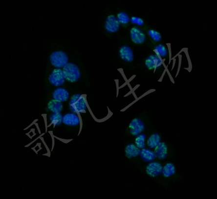 TUNEL（荧光）