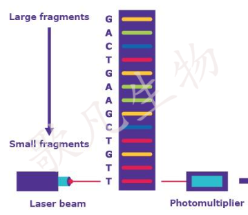 LncRNA测序