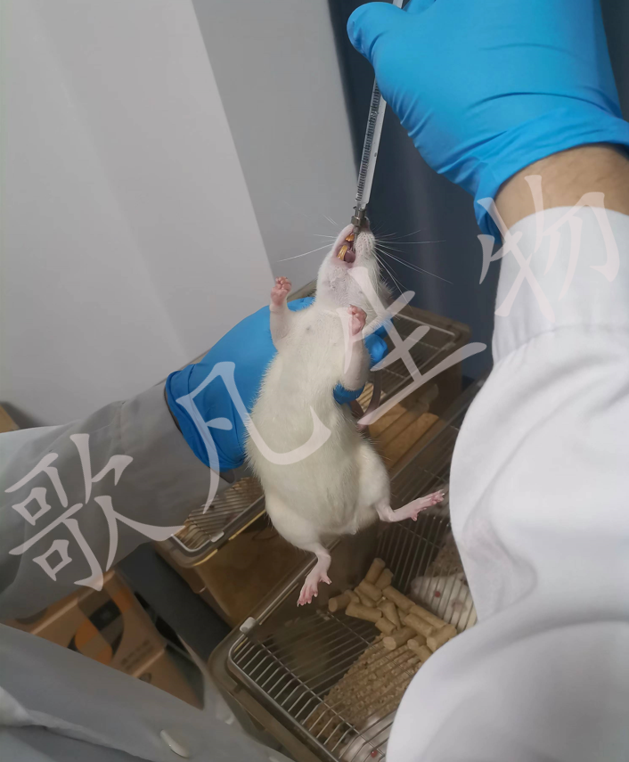 DSS结肠炎模型