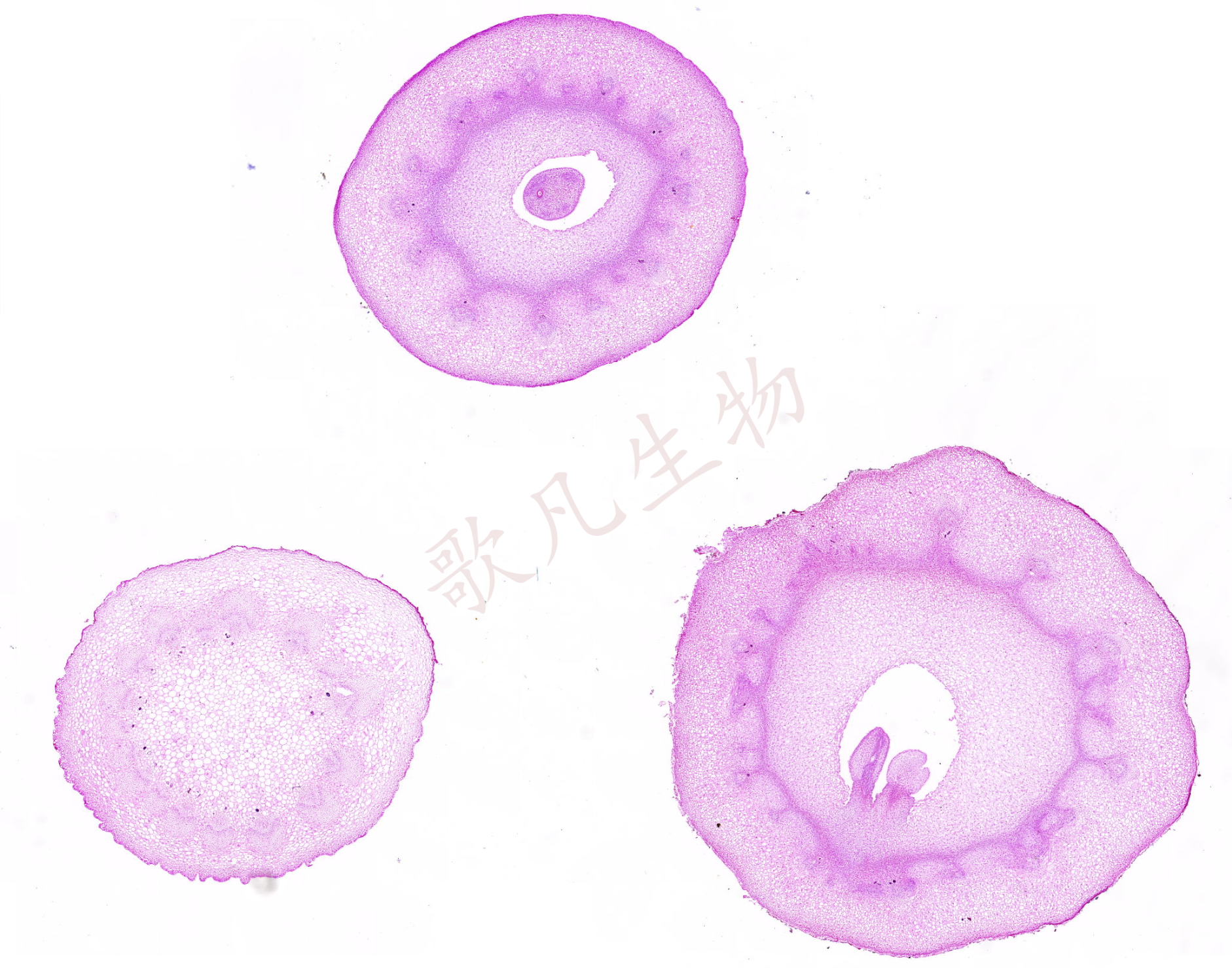切片扫描（白光）