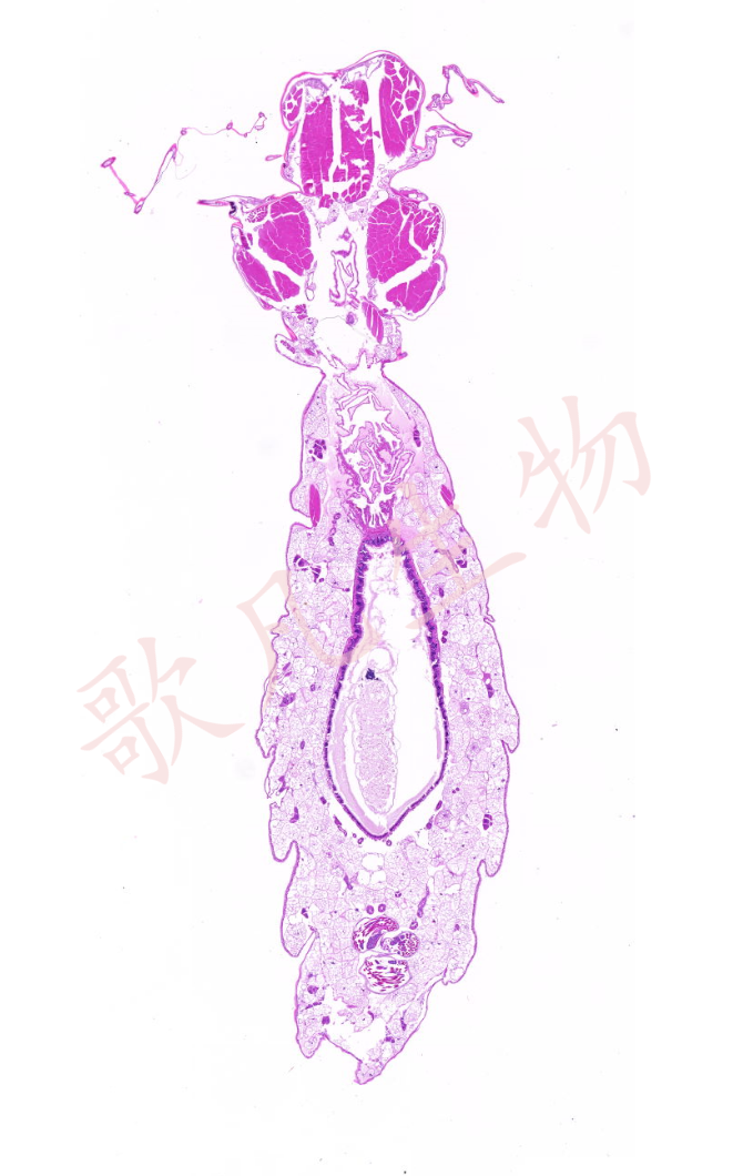 石蜡切片