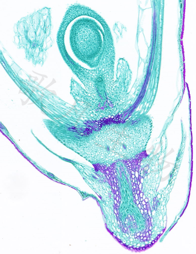 植物番红O固绿染色液